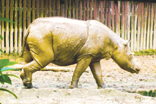Group: Sumatran  rhino genome fully sequenced